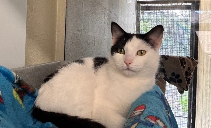 Dotty & Princess (1)