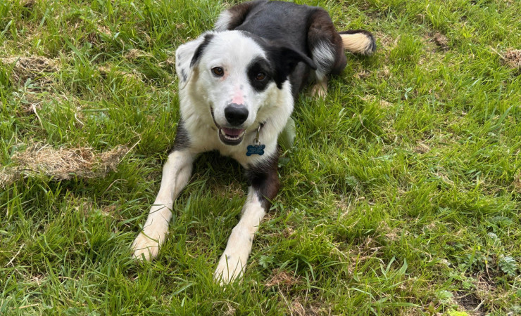 Patch (12)