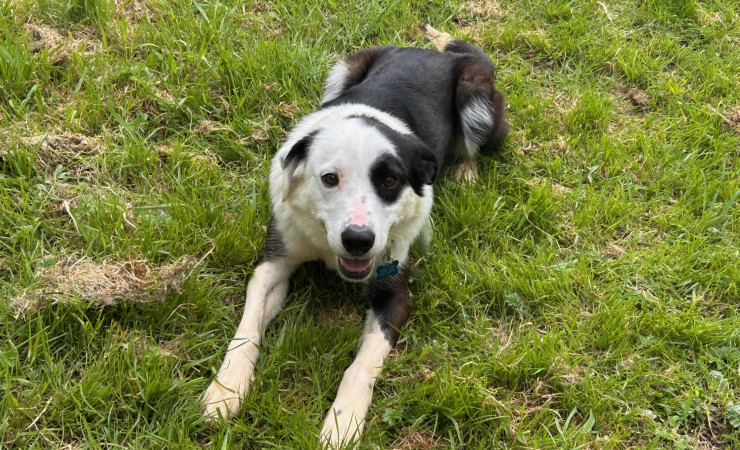 Patch (11)