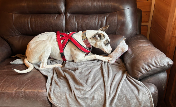 Penny (9)