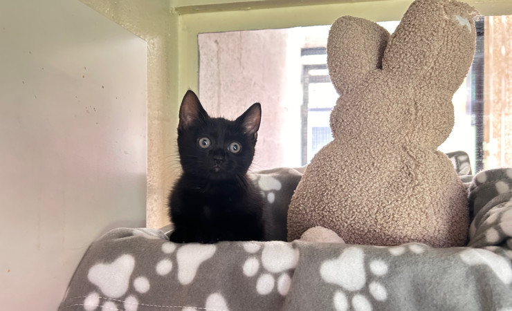 Stella (3)