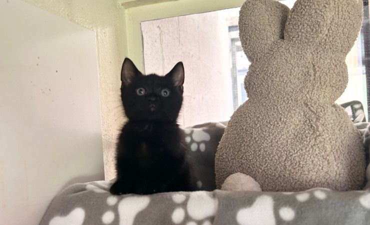 Stella (4)