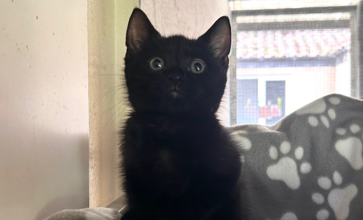 Stella (5)