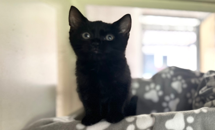 Stella (6)