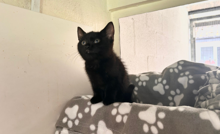 Stella (1)