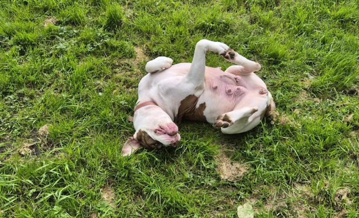 Bonnie (4)