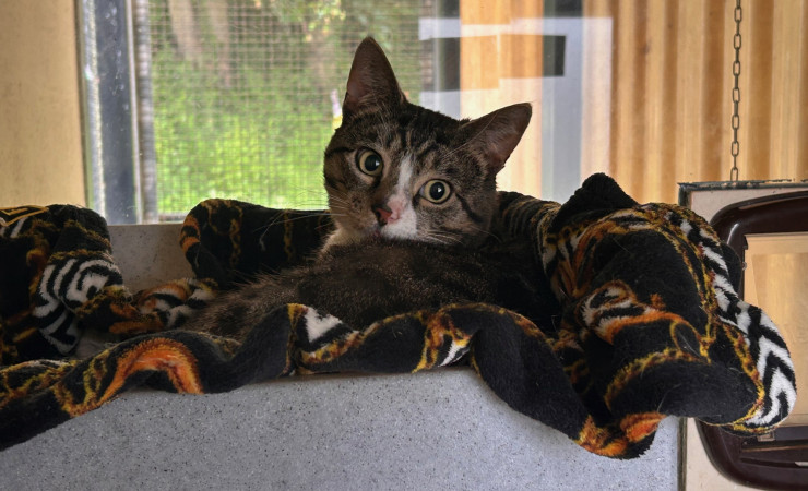 Pecan (1)