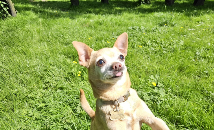 Bentley (5)