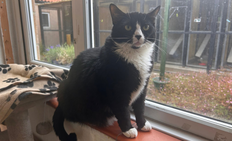 Smudge (5)