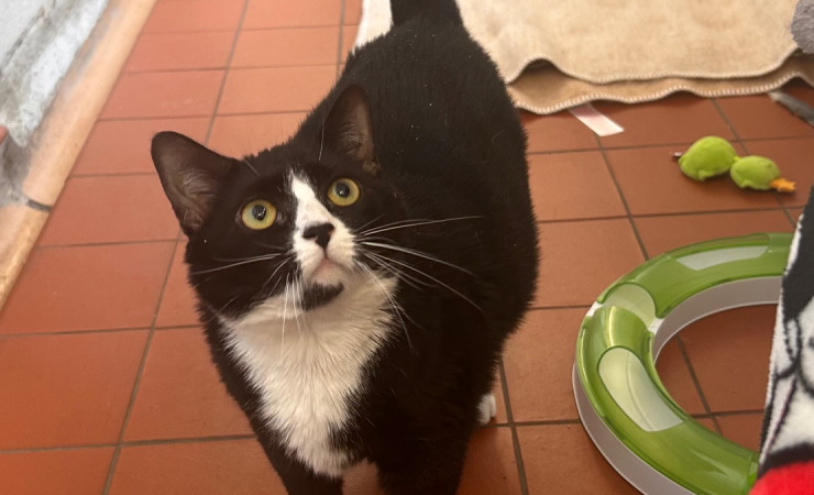 Smudge (6)