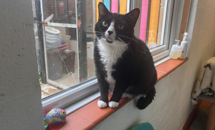 Smudge (15)