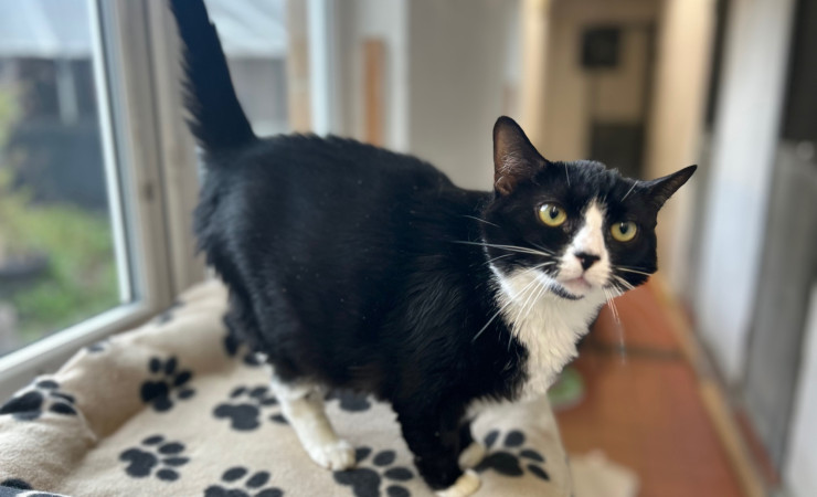 Smudge (16)