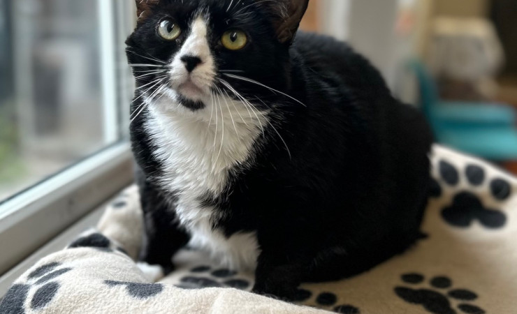 Smudge (18)