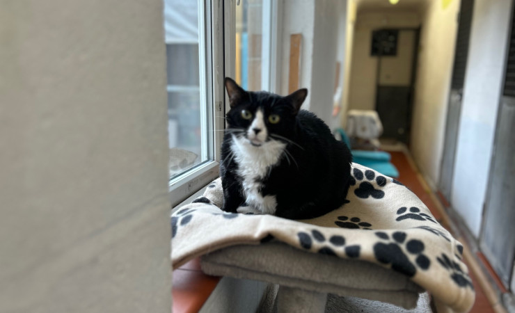 Smudge (1)