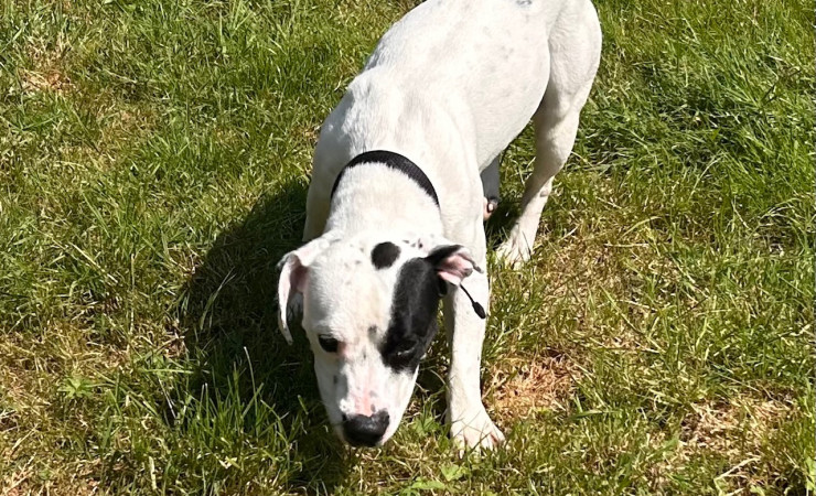 Bo (4)