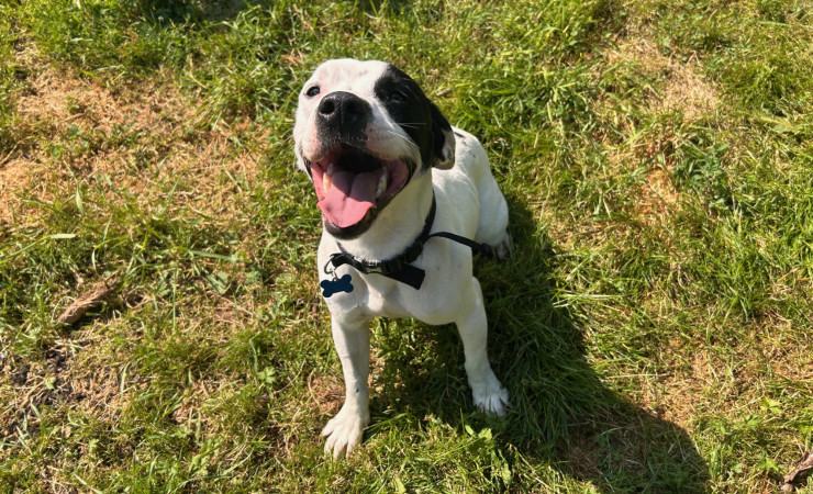 Bo (5)