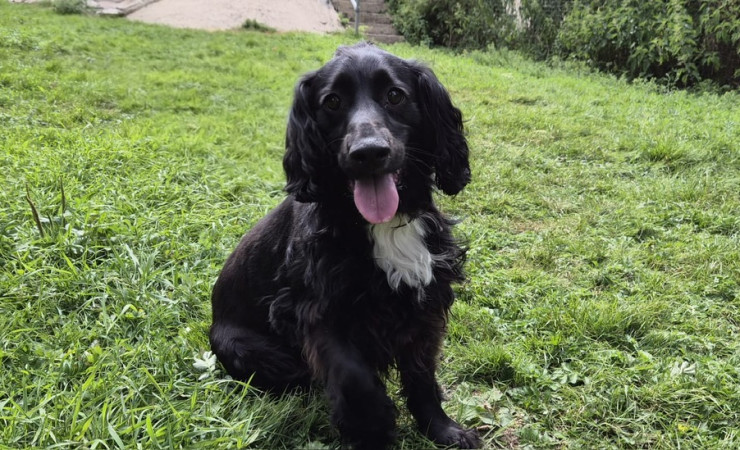 Milo (5)