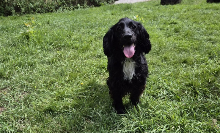 Milo (1)