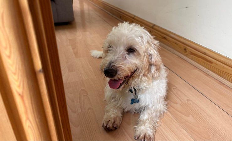 Ollie (2)