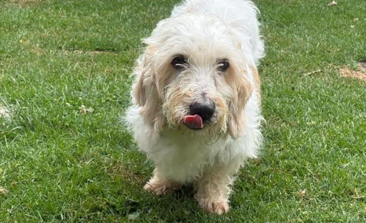 Ollie (4)