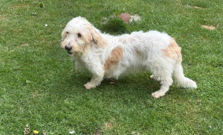 Ollie (5)