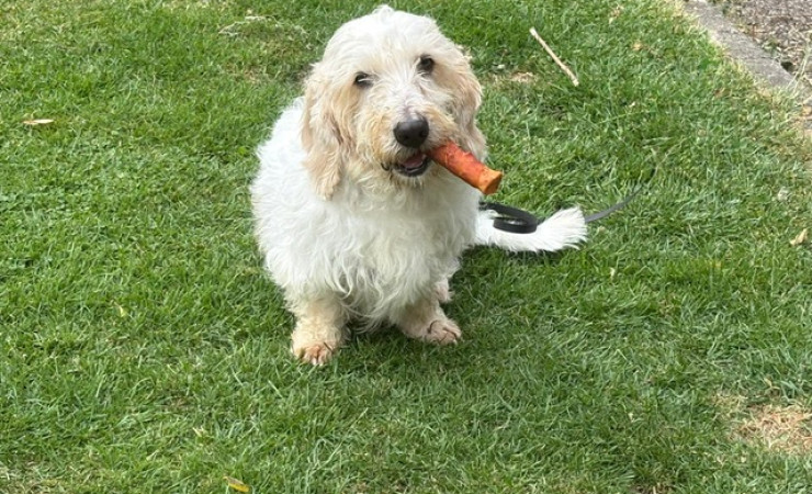 Ollie (6)