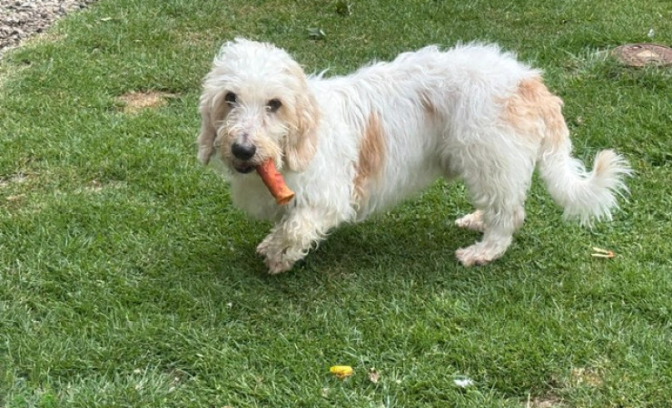 Ollie (1)