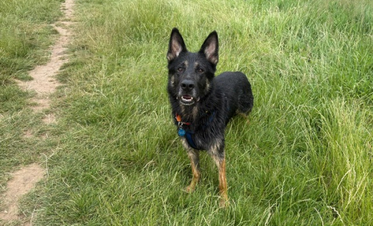 Wally (8)