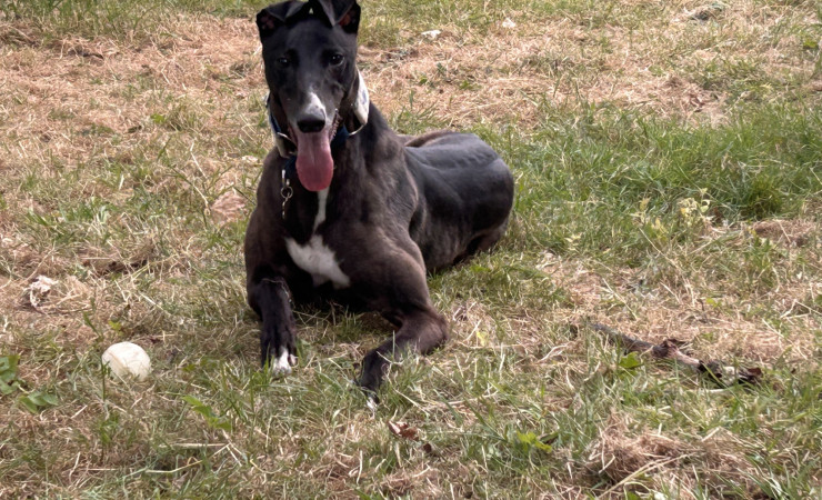 Dotty (2)