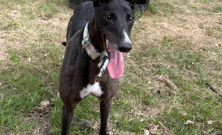 Dotty (7)
