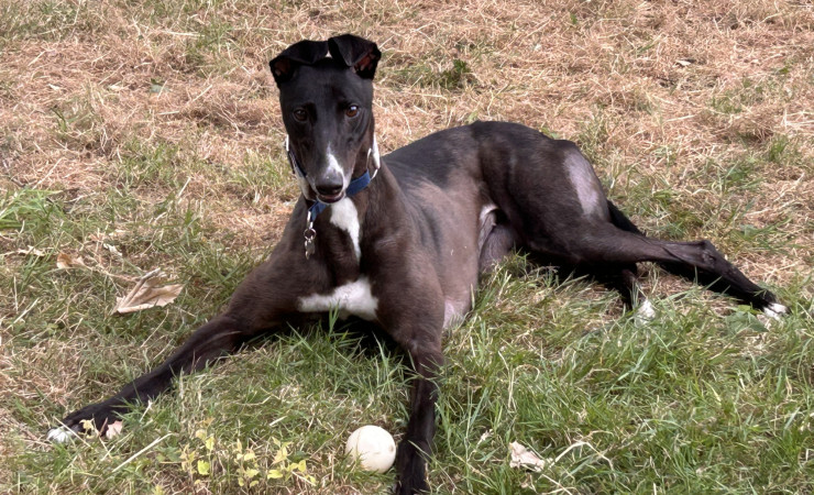 Dotty (10)