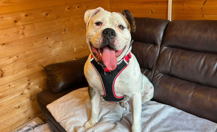 Bronson (2)