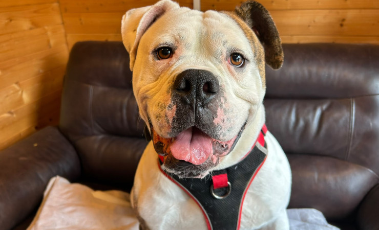 Bronson (3)