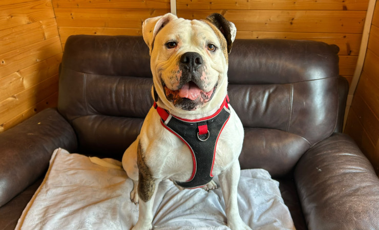 Bronson (4)