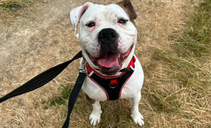 Bronson (5)