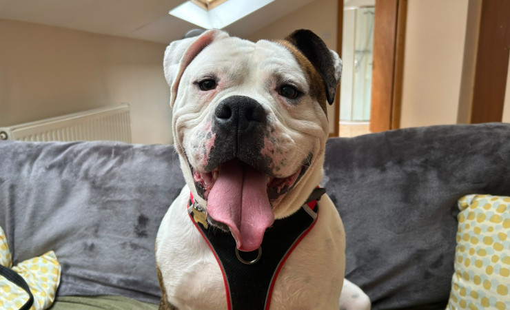 Bronson (6)