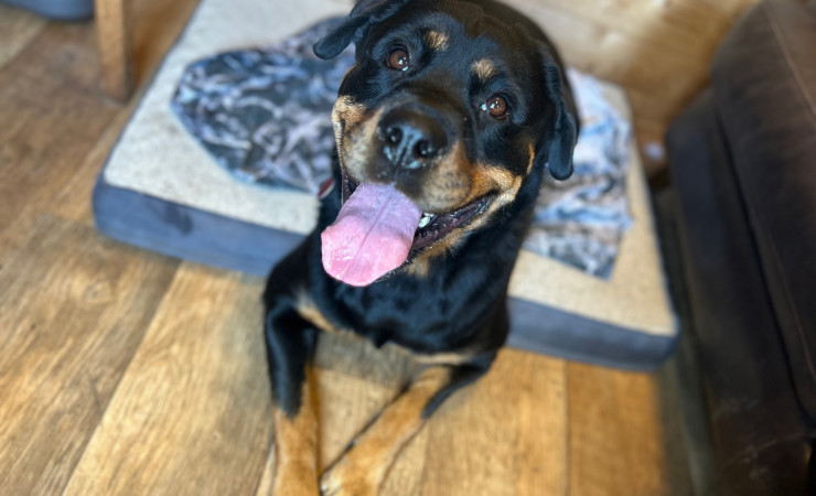 Frida (2)