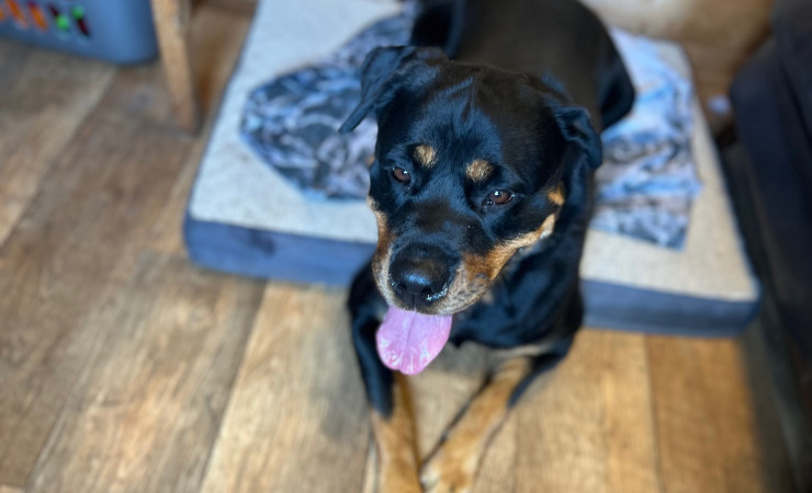 Frida (3)