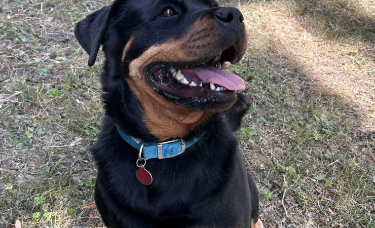 Frida (1)
