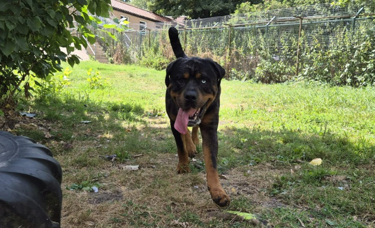 Hugo (2)