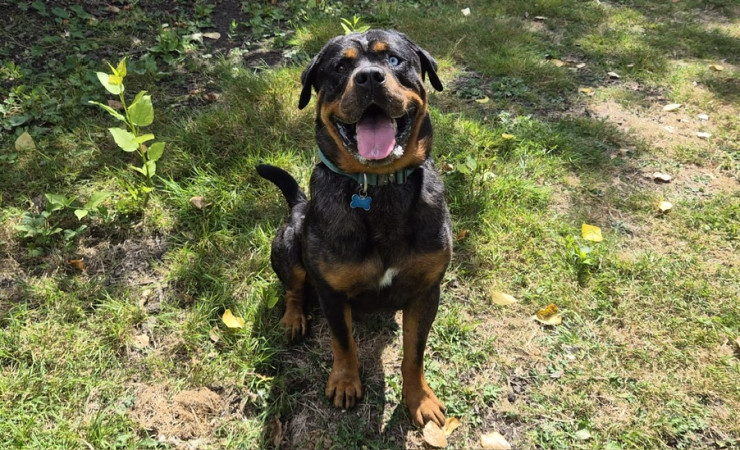 Hugo (5)