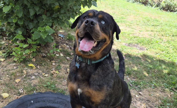 Hugo (7)