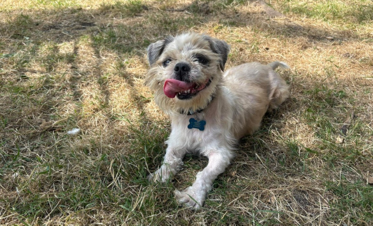 Harley