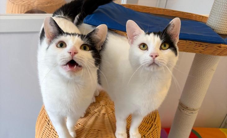 Penny & Poppy