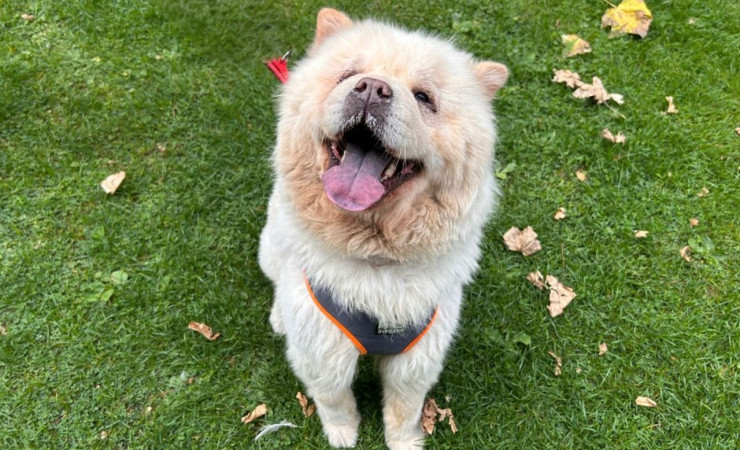 Coco (2)