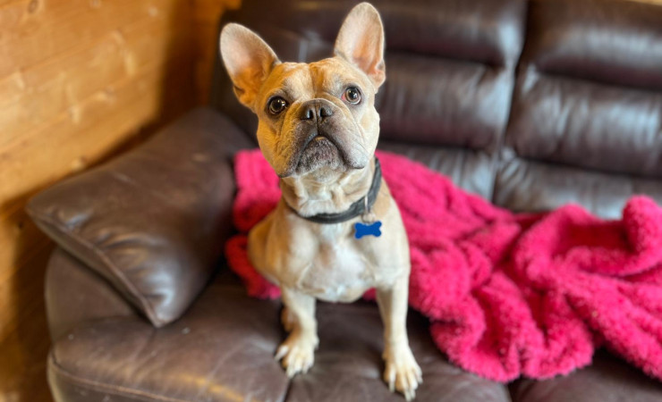 Milo (1)