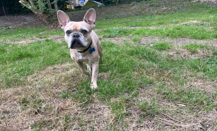 Milo (4)