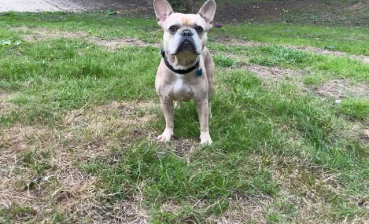 Milo (3)