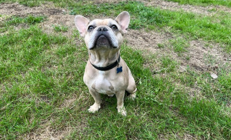 Milo (2)