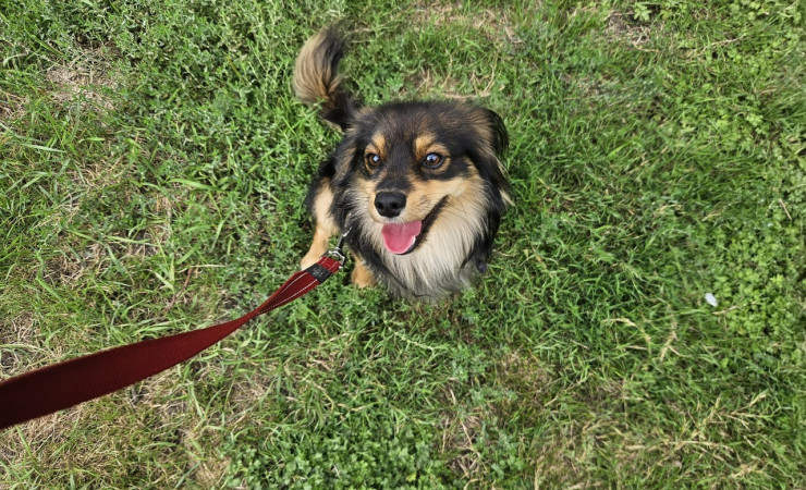 Finn (1)